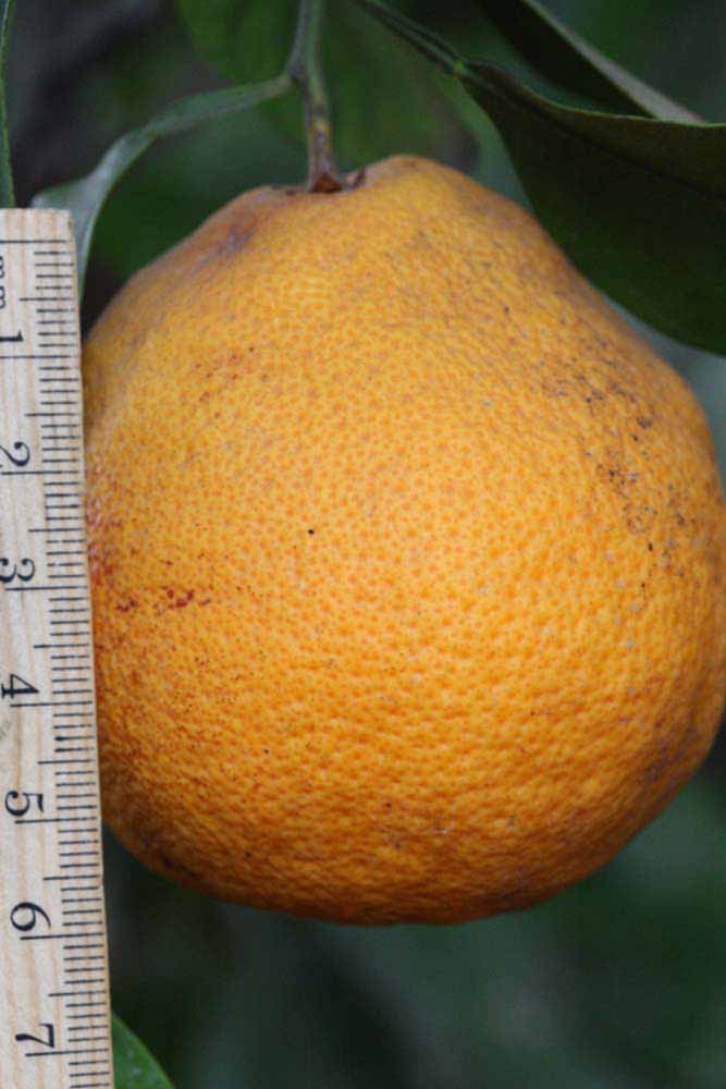            Fruit (Riverside, CA)   